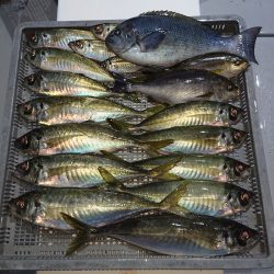 エンペラー 釣果