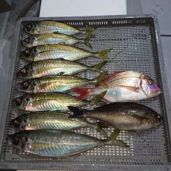 エンペラー 釣果