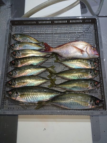 エンペラー 釣果