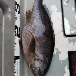 光生丸 釣果