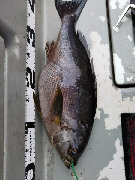 光生丸 釣果