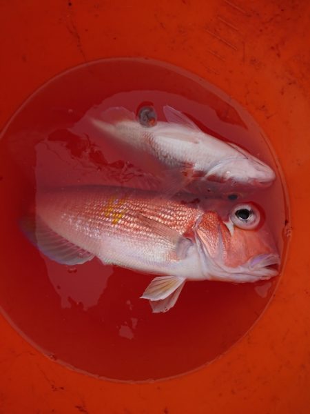 鷹王丸 釣果