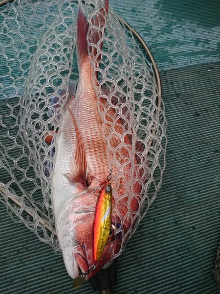 鷹王丸 釣果