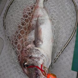 鷹王丸 釣果
