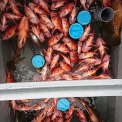 遊漁船 家入 釣果