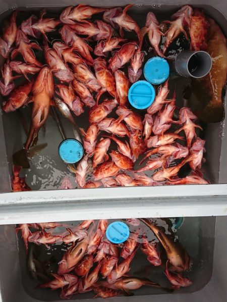 遊漁船 家入 釣果