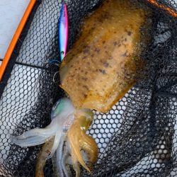 ビッグファイター 釣果