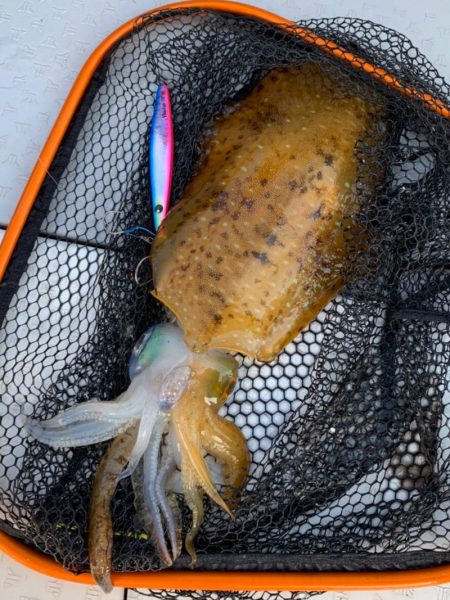 ビッグファイター 釣果