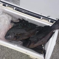 しば渡船 釣果