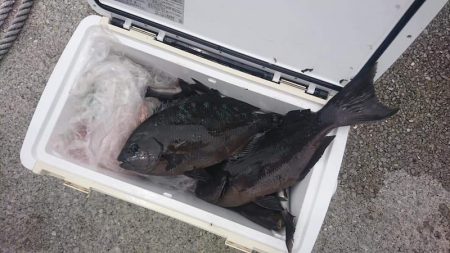 しば渡船 釣果