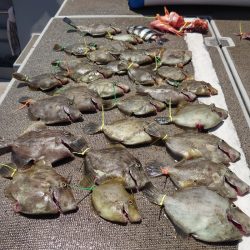 ブルースフィッシングサービス 釣果