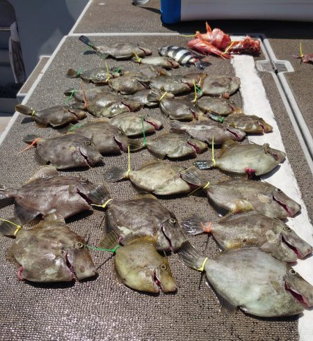 ブルースフィッシングサービス 釣果