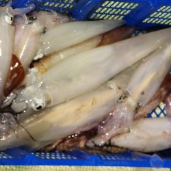 海龍丸(石川) 釣果