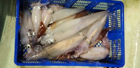 海龍丸(石川) 釣果