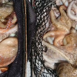 遊漁船　家入 釣果