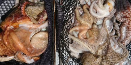 遊漁船　家入 釣果