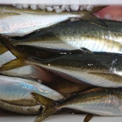 シースナイパー海龍 釣果