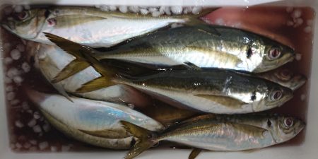 シースナイパー海龍 釣果