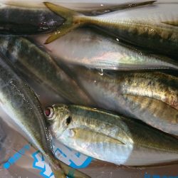 シースナイパー海龍 釣果