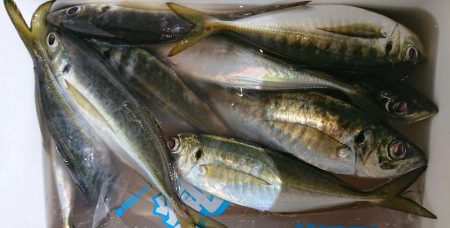 シースナイパー海龍 釣果