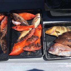 渡船屋たにぐち 釣果