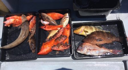 渡船屋たにぐち 釣果