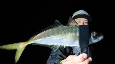 シースナイパー海龍 釣果