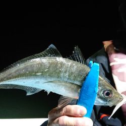 シースナイパー海龍 釣果