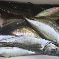 シースナイパー海龍 釣果