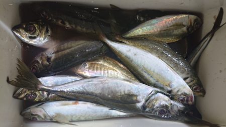 シースナイパー海龍 釣果