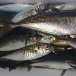 シースナイパー海龍 釣果