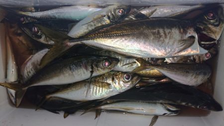 シースナイパー海龍 釣果