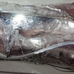 シースナイパー海龍 釣果