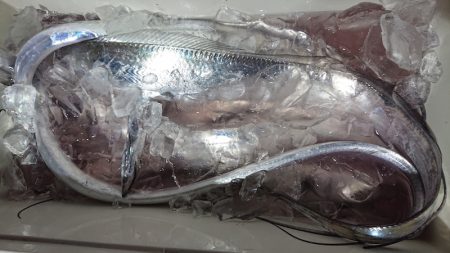 シースナイパー海龍 釣果