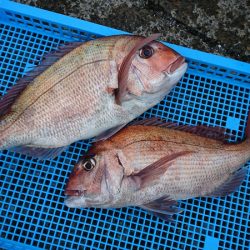 第三共栄丸 釣果