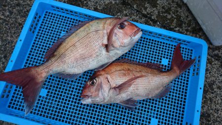 第三共栄丸 釣果