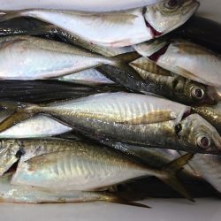 シースナイパー海龍 釣果