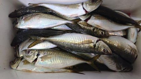 シースナイパー海龍 釣果