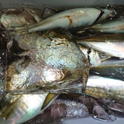 シースナイパー海龍 釣果