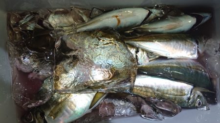 シースナイパー海龍 釣果