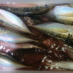 シースナイパー海龍 釣果