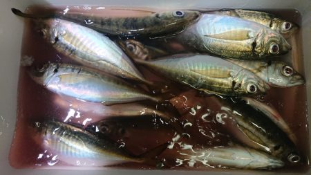 シースナイパー海龍 釣果