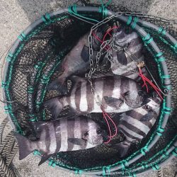 しば渡船 釣果