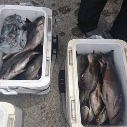 しば渡船 釣果