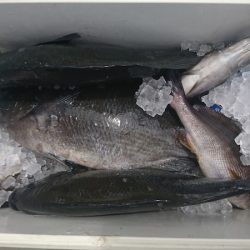 しば渡船 釣果