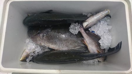 しば渡船 釣果
