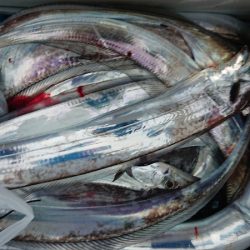 シースナイパー海龍 釣果