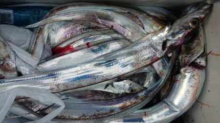 シースナイパー海龍 釣果