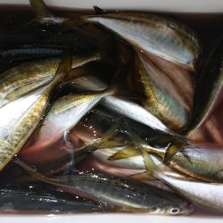 シースナイパー海龍 釣果