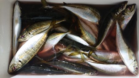 シースナイパー海龍 釣果